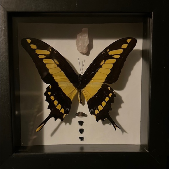 Framed Butterfly Display with Yellow and Black Wings